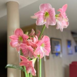 Meet your Posher, Flora